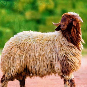 خروف نعيمي
